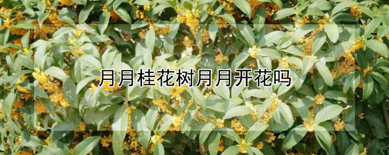 月月桂花树月月开花吗 月月桂是月月开花吗