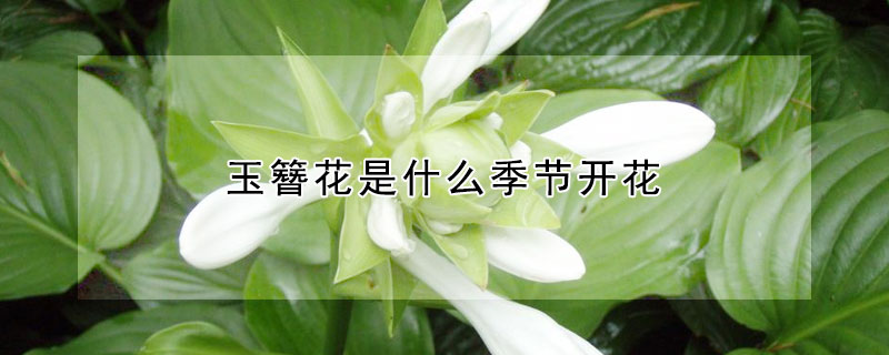 玉簪花是什么季节开花 玉簪花生长季节