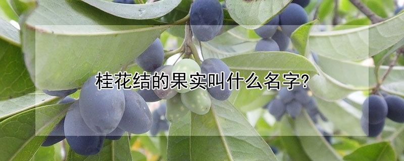 桂花结的果实叫什么名字? 桂花结的果实是什么