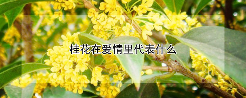 桂花在爱情里代表什么 桂花表示什么情感