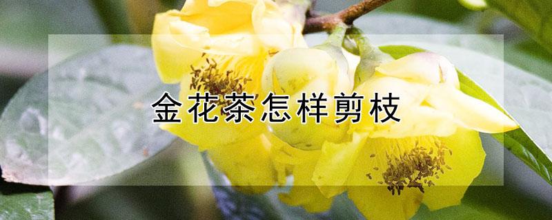 金花茶怎样剪枝（金花茶树怎么剪枝）