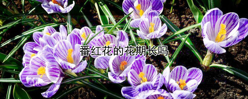 番红花的花期长吗 番红花的花期有多长