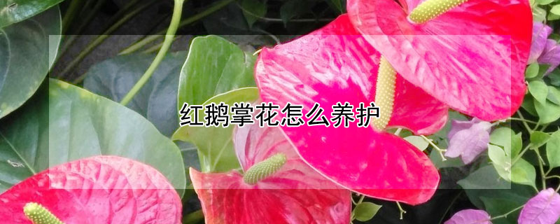 红鹅掌花怎么养护（红鹅掌的养殖方法和注意事项）