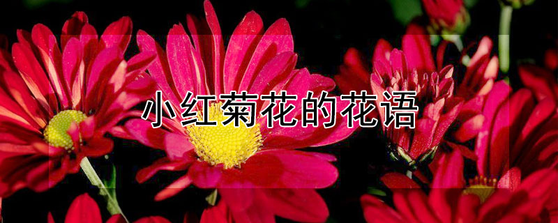 小红菊花的花语（红小菊花语是什么）