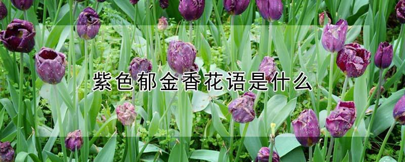 紫色郁金香花语是什么（紫黑色郁金香的花语）