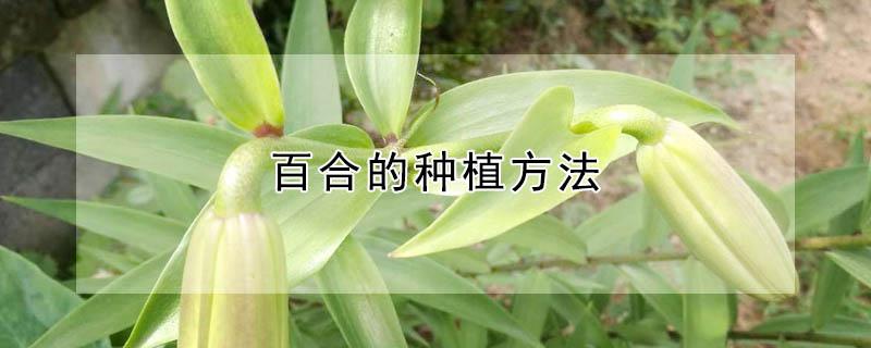 百合的种植方法 百合栽培技术