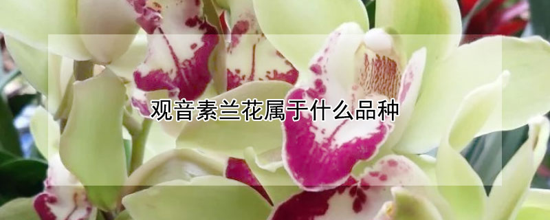 观音素兰花属于什么品种 素花兰花品种