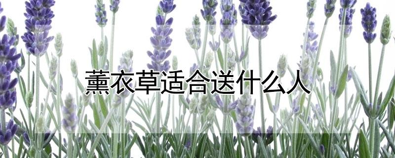 薰衣草适合送什么人（朋友之间可以送薰衣草吗）