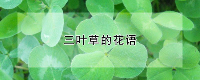 三叶草的花语（红色三叶草的花语）