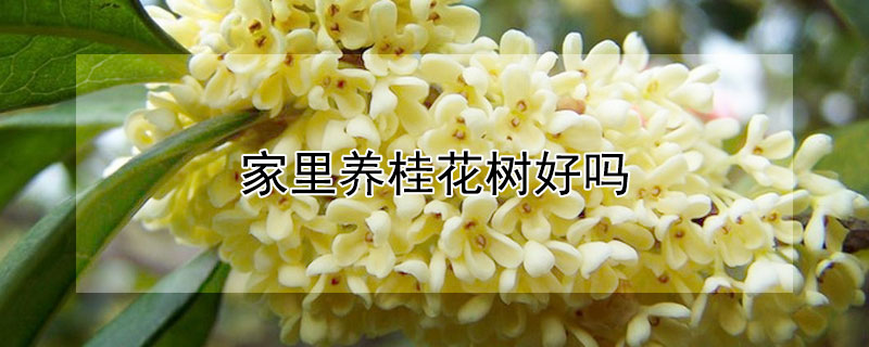 家里养桂花树好吗（家里面养桂花树好吗）