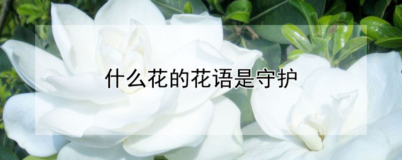 什么花的花语是守护（什么花的花语是守护爱情）