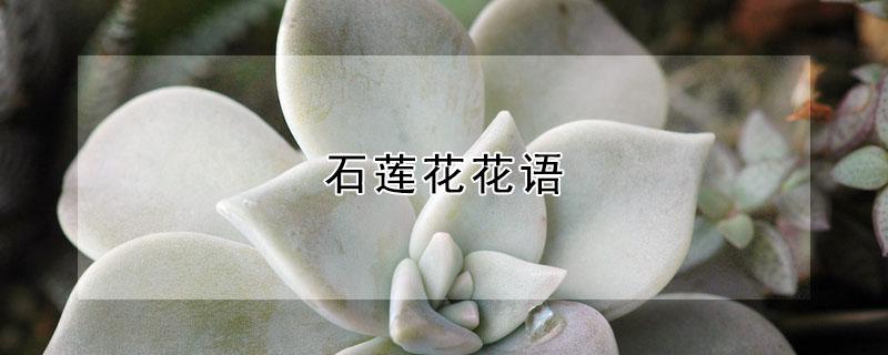 石莲花花语 石莲花花语是什么