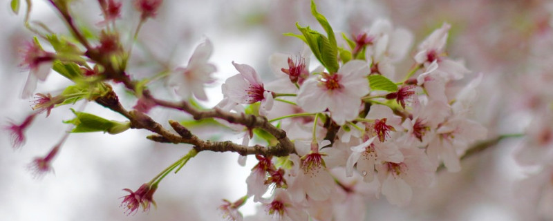 日本樱花的花语 日本樱花的花语是什么