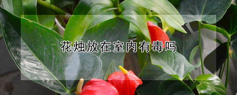 花烛放在室内有毒吗（花烛有毒吗?可以放在屋子里面养吗?）