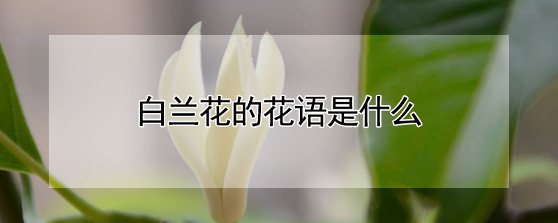 白兰花的花语是什么