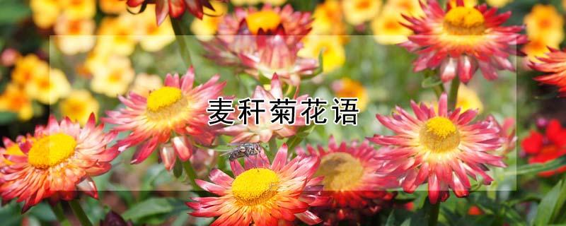 麦秆菊花语（麦秆菊花的花语）