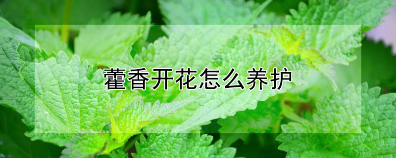 藿香开花怎么养护 藿香开花吗