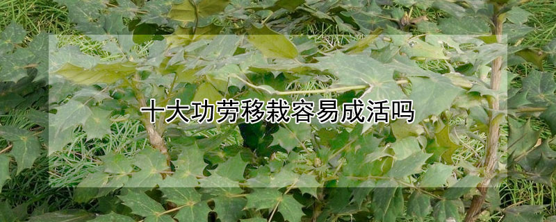 十大功劳移栽容易成活吗 十大功劳秋季移植能活吗