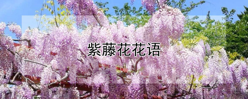 紫藤花花语（紫藤花花语文案）