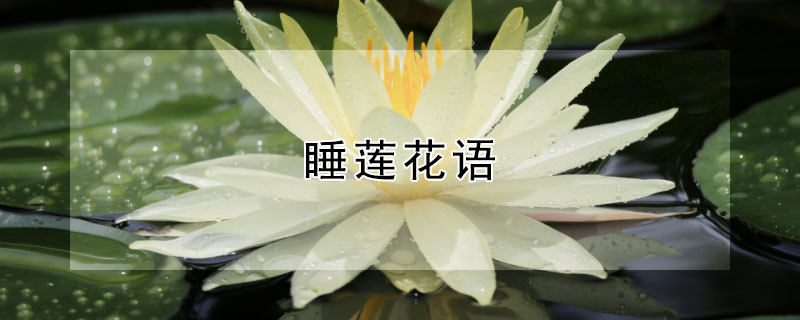 睡莲花语（睡莲花语和象征意义）