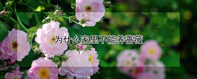 为什么家里不能养蔷薇 为什么家里不能种蔷薇花?