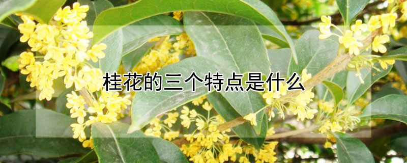 桂花的三个特点是什么（桂花最突出的特点是什么）