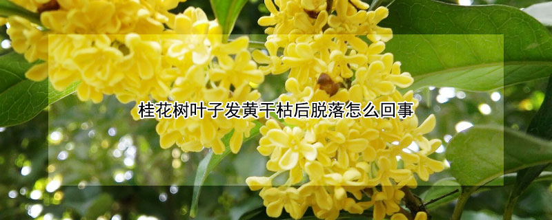 桂花树叶子发黄干枯后脱落怎么回事 桂花树叶枯黄掉落怎么回事?