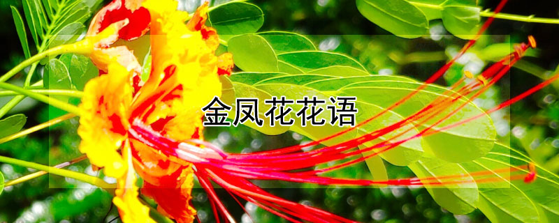 金凤花花语（金凤花花语及象征意义）