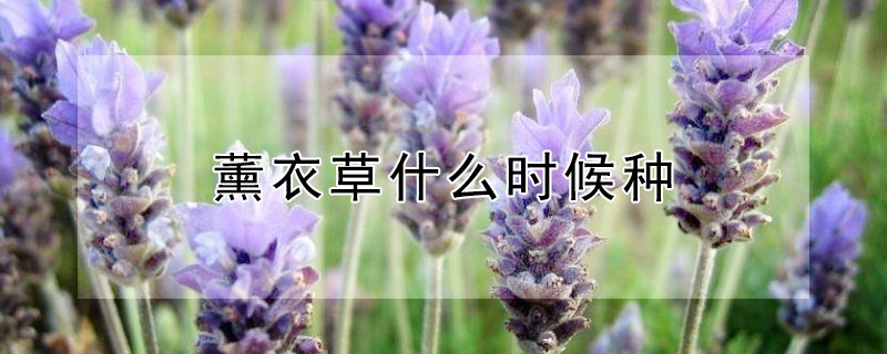 薰衣草什么时候种（薰衣草什么时候种什么时候收）