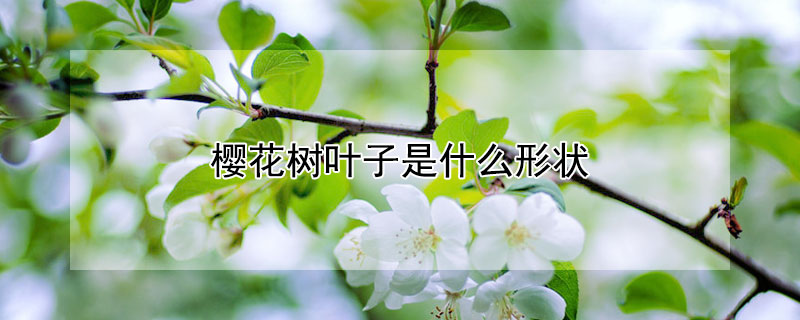 樱花树叶子是什么形状 樱花树的叶子