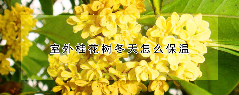 室外桂花树冬天怎么保温（冬天桂花树怎么保暖）