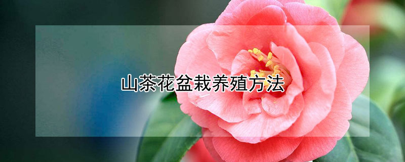 山茶花盆栽养殖方法（山茶花怎样养殖）