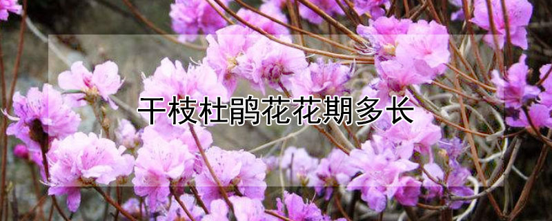 干枝杜鹃花花期多长（干枝杜鹃几月份开花）