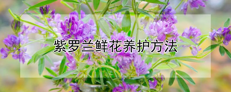 紫罗兰鲜花养护方法（紫罗兰花的养护方法）