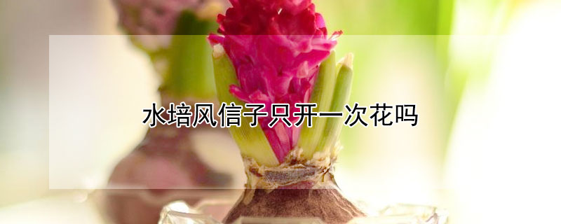 水培风信子只开一次花吗（水培风信子花开多久）