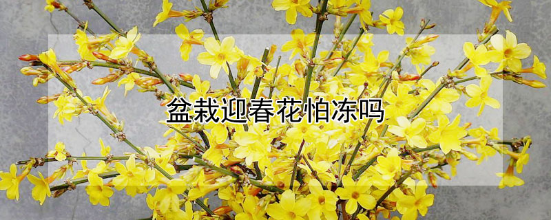 盆栽迎春花怕冻吗 迎春花怕冻吗?