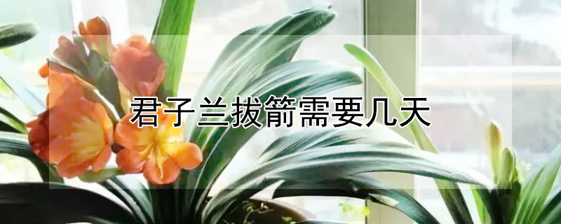 君子兰拔箭需要几天（君子兰拔箭需要温差吗）