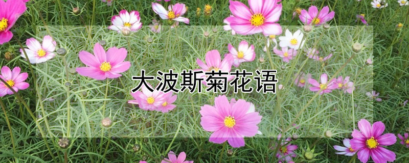 大波斯菊花语（大波斯菊话语）