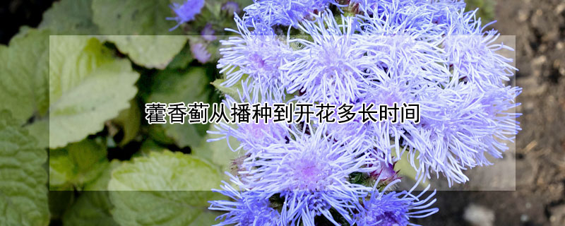 藿香蓟从播种到开花多长时间 藿香蓟的花期是多久