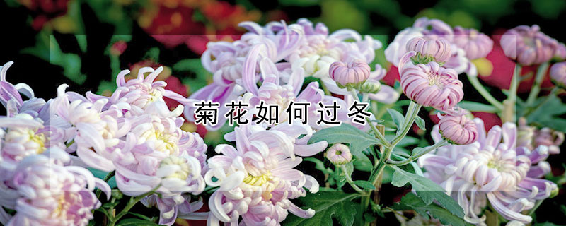 菊花如何过冬 菊花怎样越冬