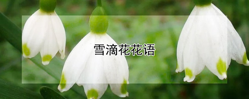 雪滴花花语（雪滴花花语哪个节气）