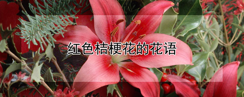 红色桔梗花的花语 红色桔梗花的花语是什么