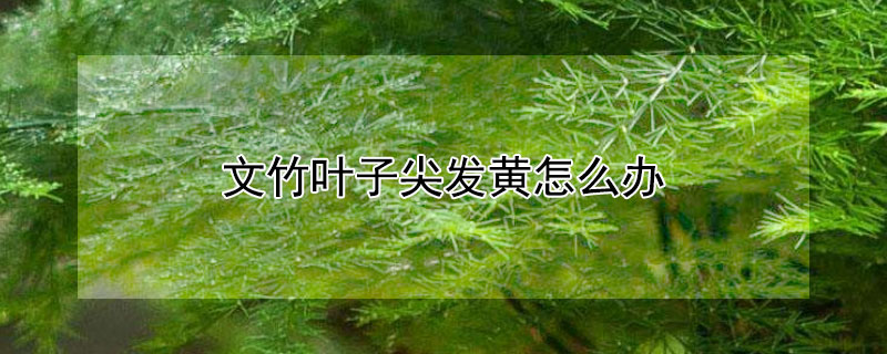 文竹叶子尖发黄怎么办（文竹的叶尖黄了怎么办）