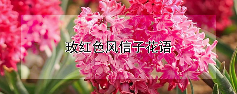 玫红色风信子花语 玫红色风信子花语是什么