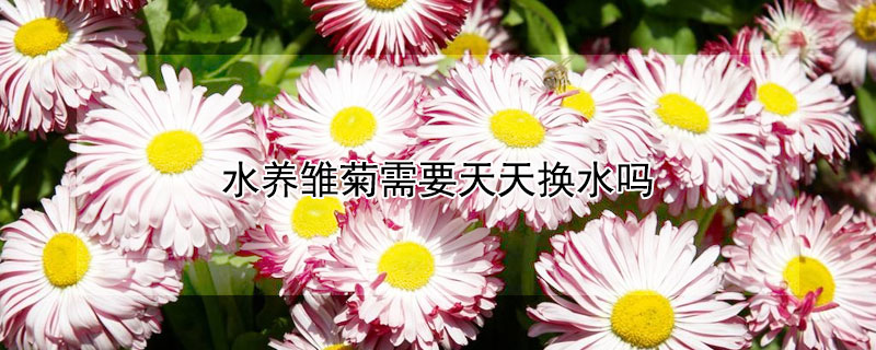 水养雏菊需要天天换水吗（雏菊要用水养吗）