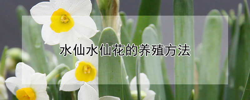 水仙水仙花的养殖方法（水仙花的养殖步骤）