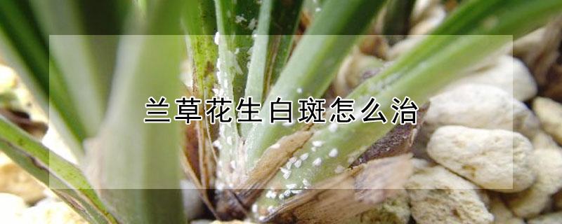 兰草花生白斑怎么治 兰草花叶长白斑怎么办