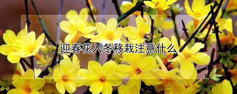 迎春花入冬移栽注意什么（迎春花什么季节移栽）