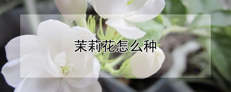 茉莉花怎么种（茉莉花怎么种才能开花）