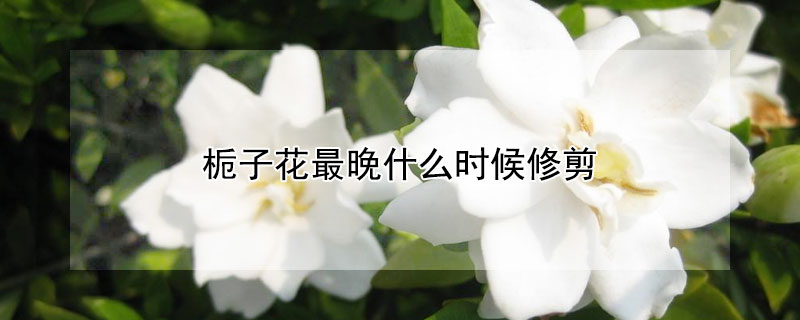 栀子花最晚什么时候修剪 栀子花什么时候修剪?